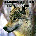 Taison